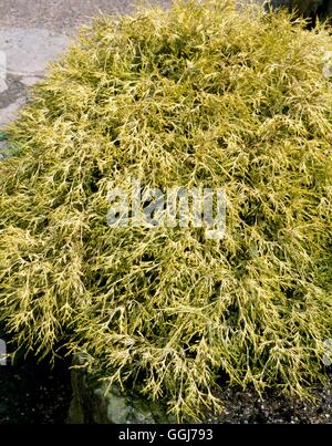 Chamaecyparis pisifera - `Golden Mop'   CON052444 Stock Photo